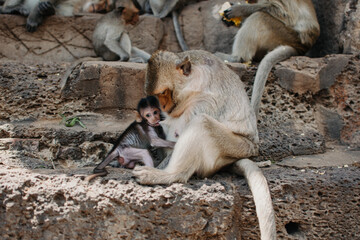 Baby monkey (Long Tail Macaque) drinks milk from the mother's breast.