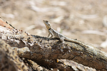 Laudakia stellio - Agama lizard sits on a root of tree in Turkey