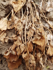 bark of a tree