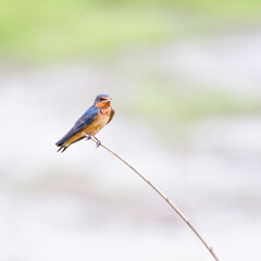 Fototapeta premium Barn swallow in the Blackwater National Wildlife Refuge.Maryland.USA