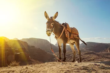 Gordijnen Donkey in Petra ancient town. Donkey portrait close up, © diy13