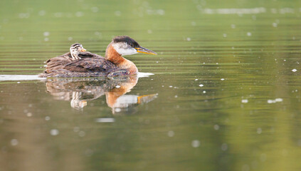 Red Necked grebe with chick reflection on water
