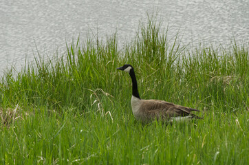 Canada Goose near the Water