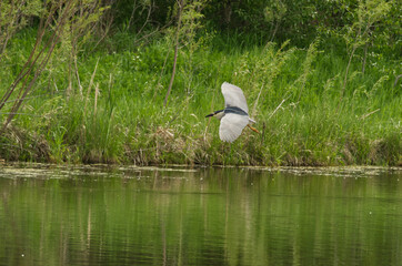 A Black-crowned Night Heron on the Hunt