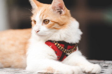 Cat sitting on wooden plank with bell in her neck looking away