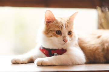 Fototapeta premium pet portrait of cute brown cat on table cafe, beautiful white fur kitten mammal animal background concept, adorable fluffy face and pretty eye tabby