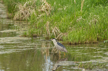 A Black-crowned Night Heron on the Hunt