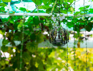 Classic incandescent lamps are hung with trees or canopies covered with green leaves.