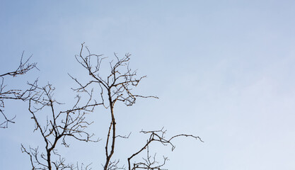 tree without leaves, sky background