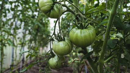 Unripe green tomatoes in a greenhouse close-up