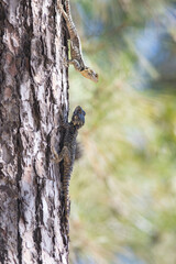 Two lizards face to face on the pine tree - agama lizard sits in Turkey - Stellagama stellio