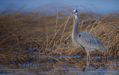 Great Blue Heron Standing tall in the reeds