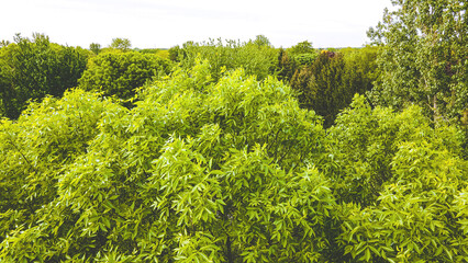 Summer Treetops near Residential Area