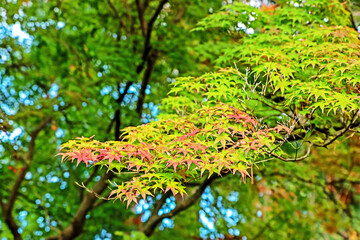 The autumn season leaf in Japan