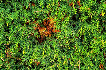 Detail of the pine leaf texture