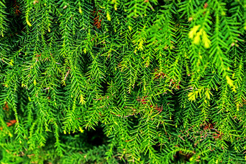 Detail of the pine leaf texture