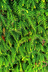 Detail of the pine leaf texture