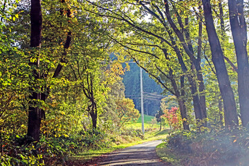 The autumn season leaf in Japan