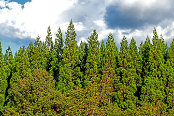 Fototapeta na wymiar The pine tree in the forest