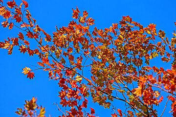 The autumn season leaf change in Japan