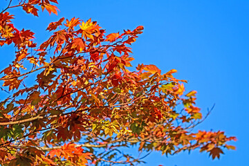 The autumn season leaf change in Japan