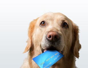 Cute puppy dog holding bank credit card in mouth, waiting online sale. Shopping investment banking...