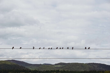 flock of birds on powerline 