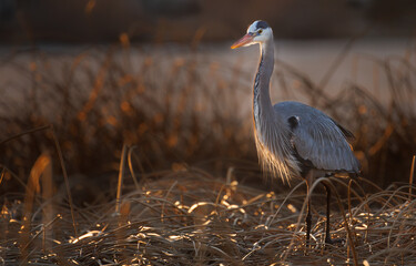 Great Blue Heron in Golden Light