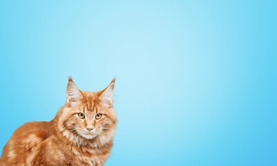 Fluffy kitty looking at camera on the background