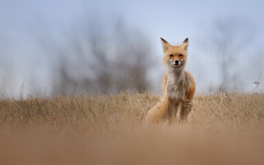 A red fox stands in a field with the wind blowing its fur