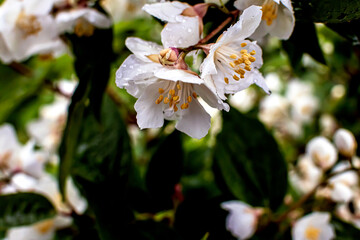 Raindrops on the petals of jasmine flowers