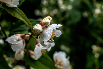 Raindrops on the petals of jasmine flowers