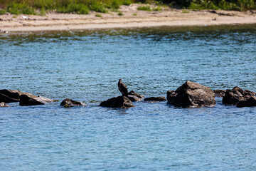 Great cormorant on a rock in the sea