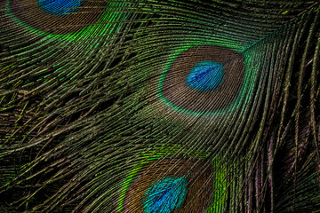 peacock feather background, Peacock feather, Peafowl feathers, Bird feathers, Colorful feathers, Background, Wallpaper, feather, feathers, macro photography, Closeup.