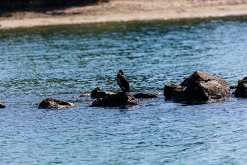 Fototapeta na wymiar Great cormorant on a rock in the sea