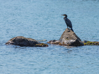 Great cormorant on a rock in the sea