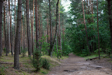 Obraz premium Forest path. Trail through the forest among tall green trees in sunny day. Kampinoski National Park in Poland