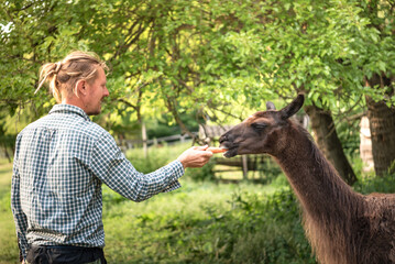 Blond man feeding a brown llama. © Miller_Eszter