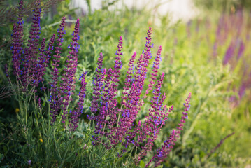 Obraz premium Purple flowering meadow sage, Salvia pratensis.