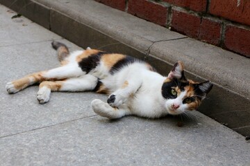 Lying Cat on pavement