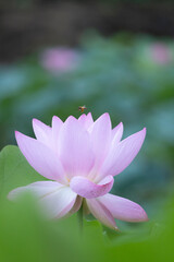 Obraz premium 競うように花開く早朝のピンクの蓮の花とミツバチ