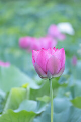 Obraz na płótnie Canvas 競うように花開く早朝のピンクの蓮の花