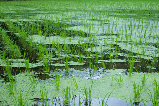 浮草 Images Browse 573 Stock Photos Vectors And Video Adobe Stock