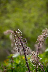 Petasites paradoxus flower in meadow