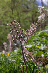 Obraz premium Petasites paradoxus flower growing in meadow