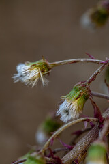 Fototapeta premium Petasites paradoxus flower in meadow, close up shoot 