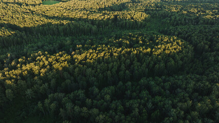 The green forest in summer. Birch Grove. Aerial view