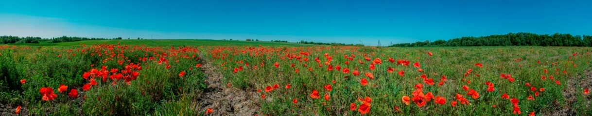 Panorama of a poppy field in the countryside in summer near the highway