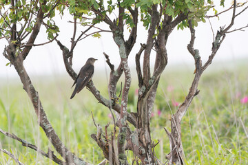 Oriental cuckoo perched on a branch