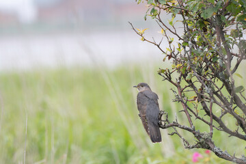 Fototapeta premium Oriental cuckoo perched on a branch